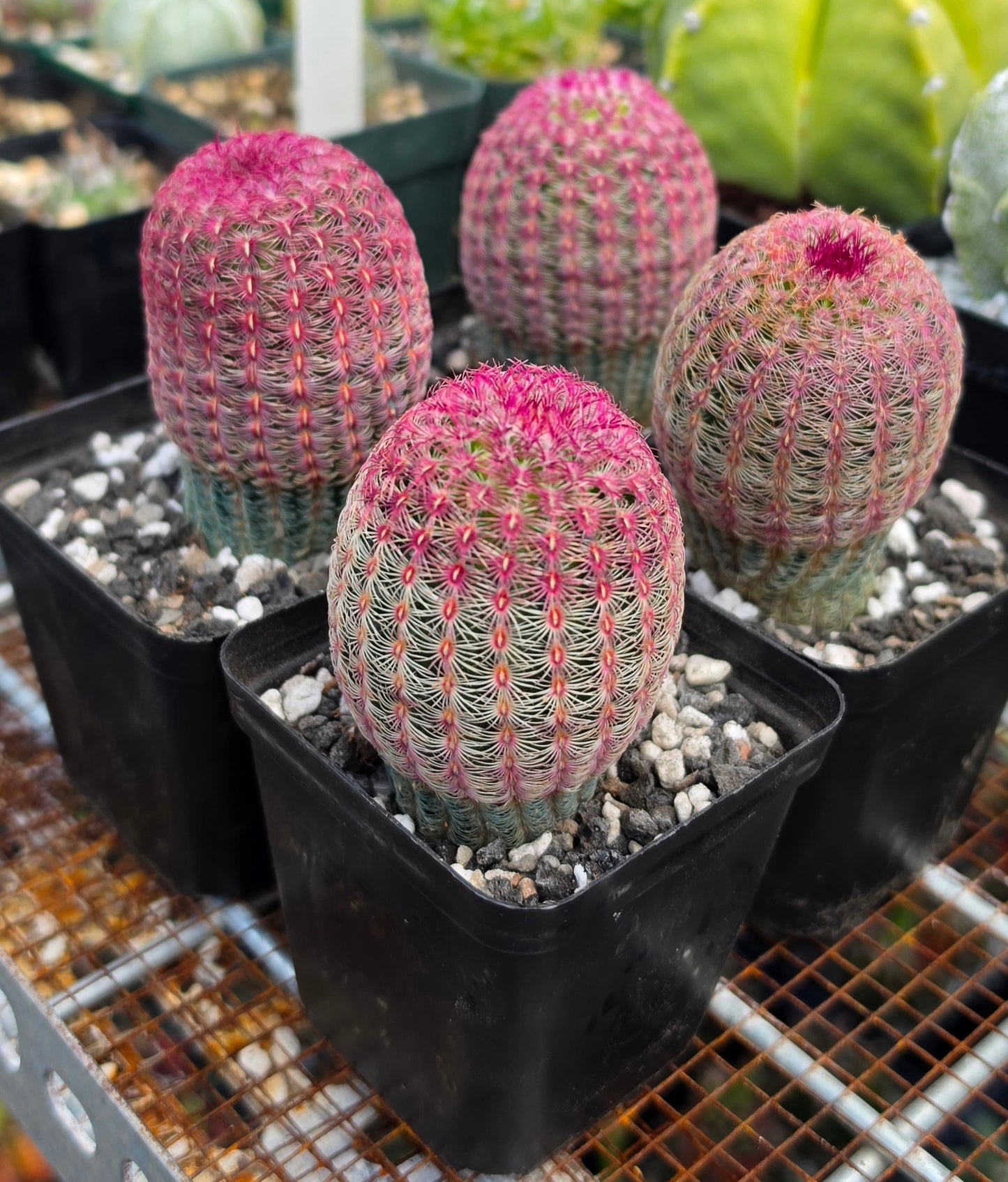 Echinocereus rigidissimus var. rubispinus | Rainbowcactus