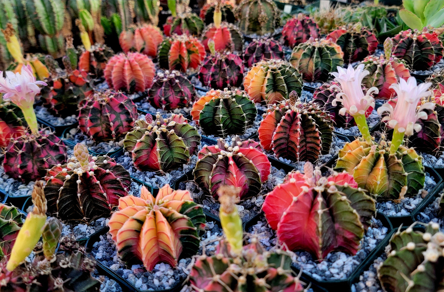 Gymnocalycium Mihanovichii variegata