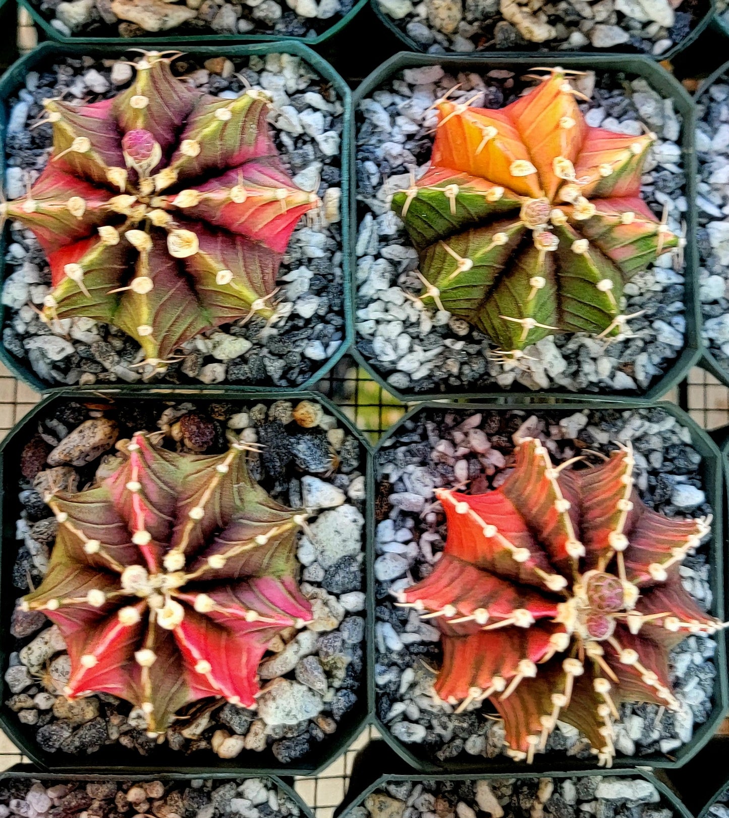 Gymnocalycium Mihanovichii variegata