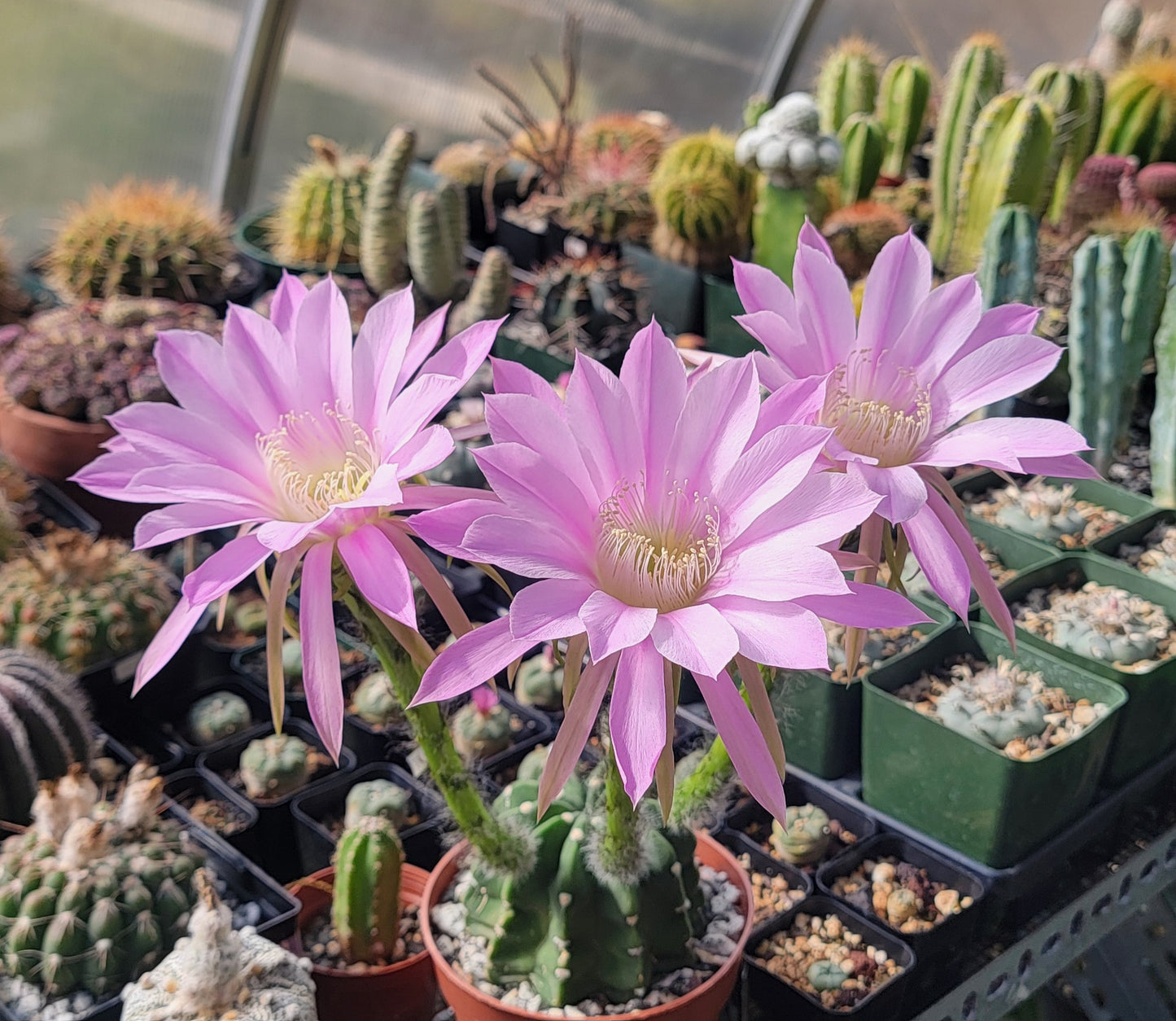 Echinopsis subdenudata | Domino Cactus (seeds)