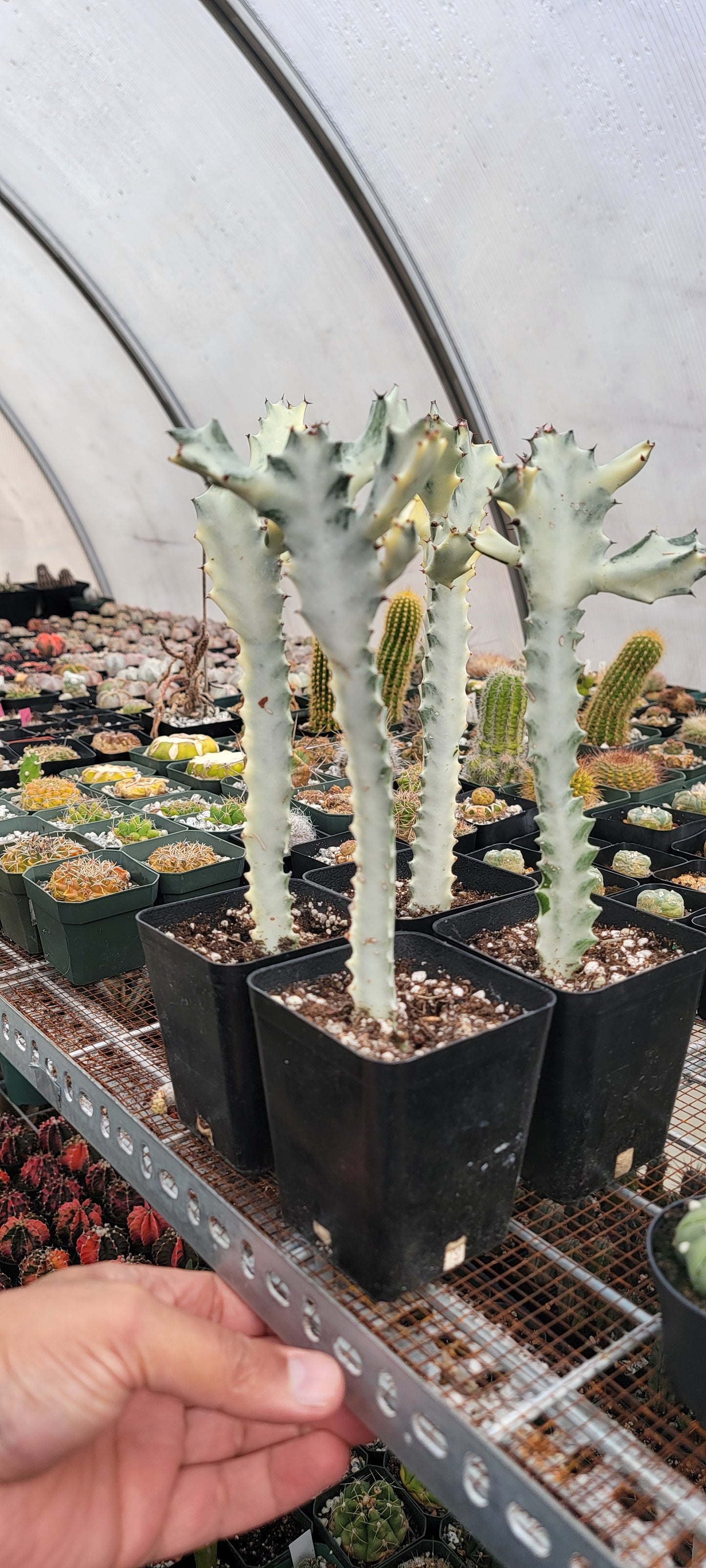 Euphorbia white ghost |Euphorbia Lactea variegated