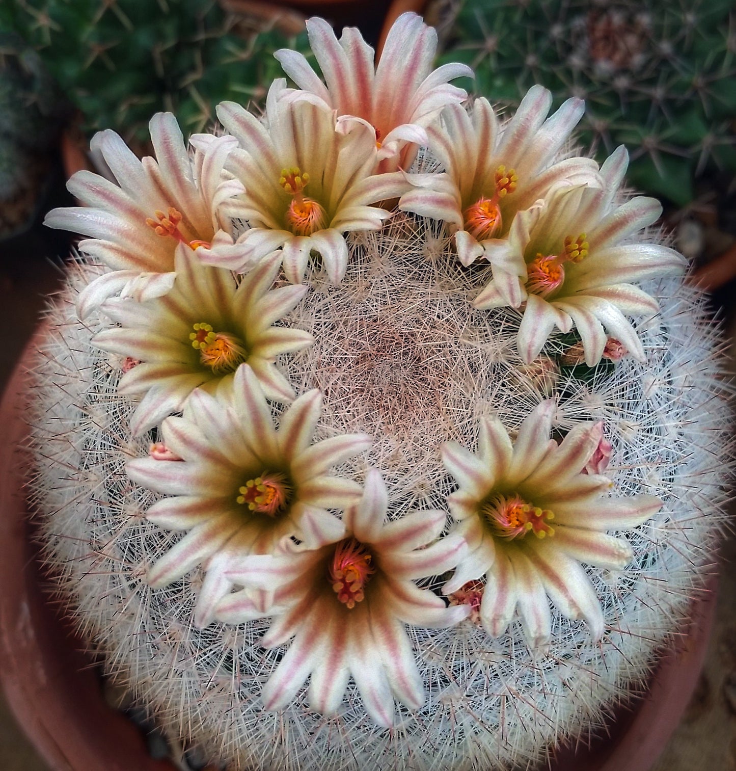 Mammillaria candida (Live Plant)