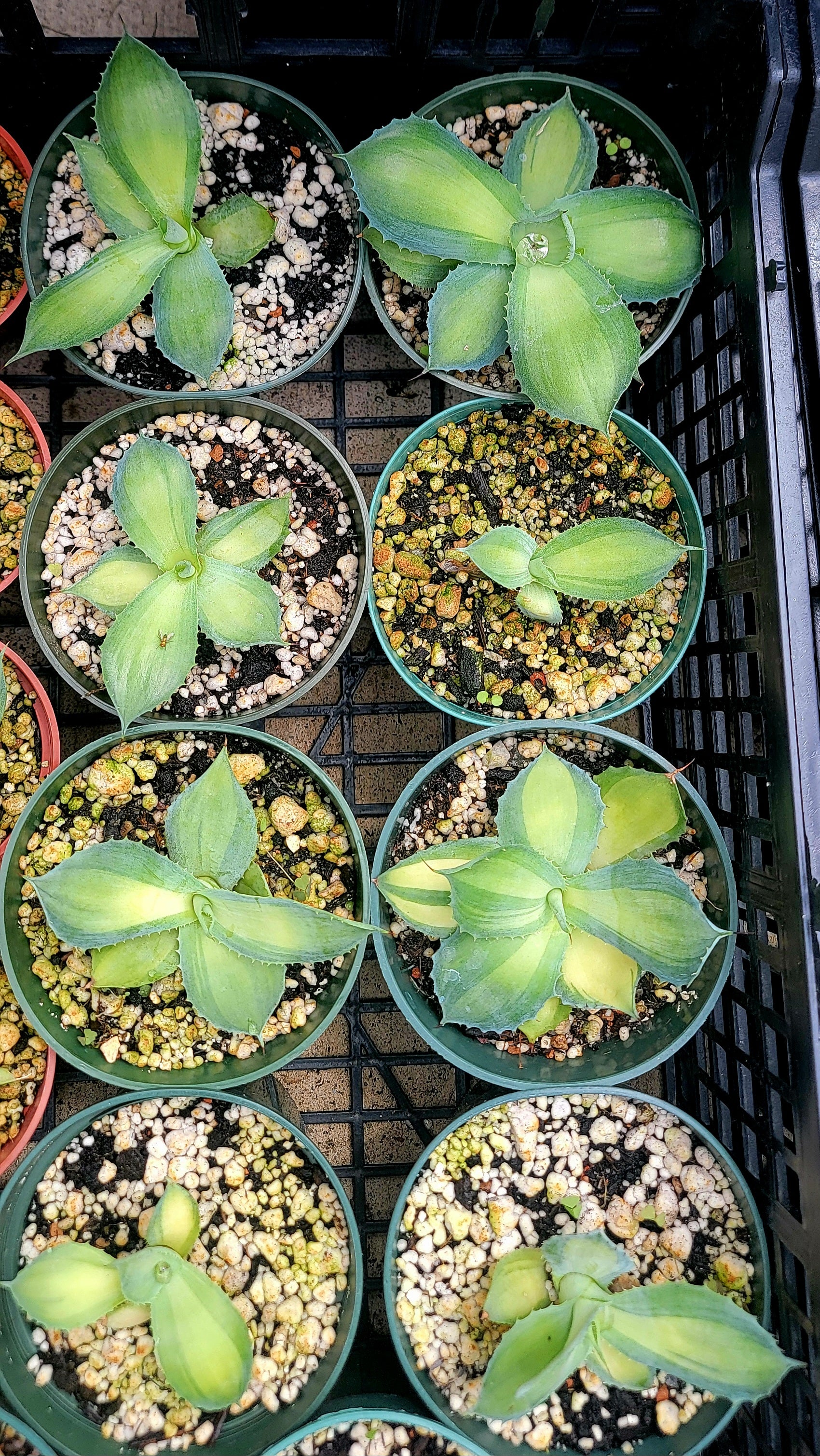 agave rum runner Agave isthmensis Rum runner – Planetcactus