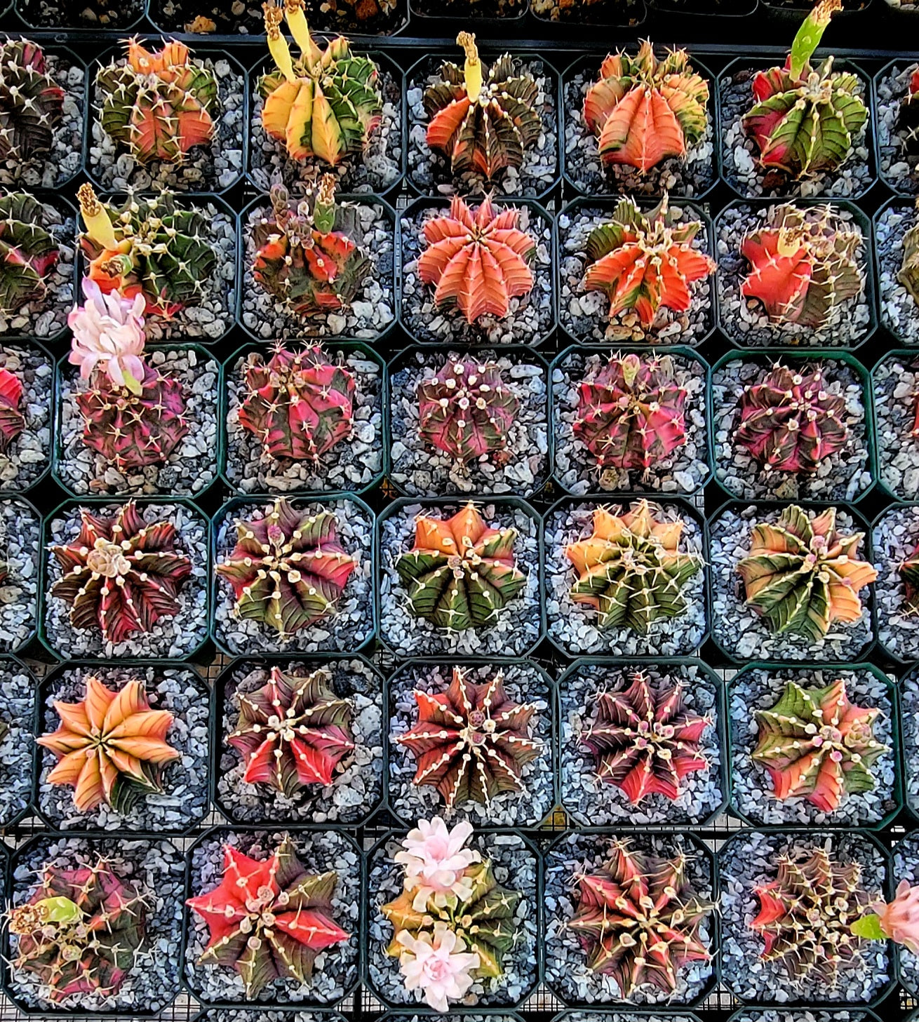 Gymnocalycium Mihanovichii variegata