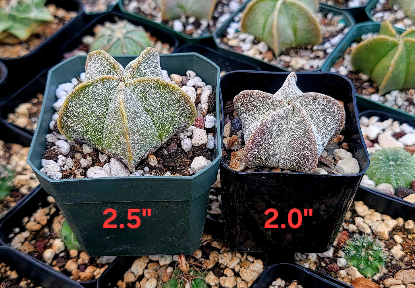 Astrophytum myriostigma