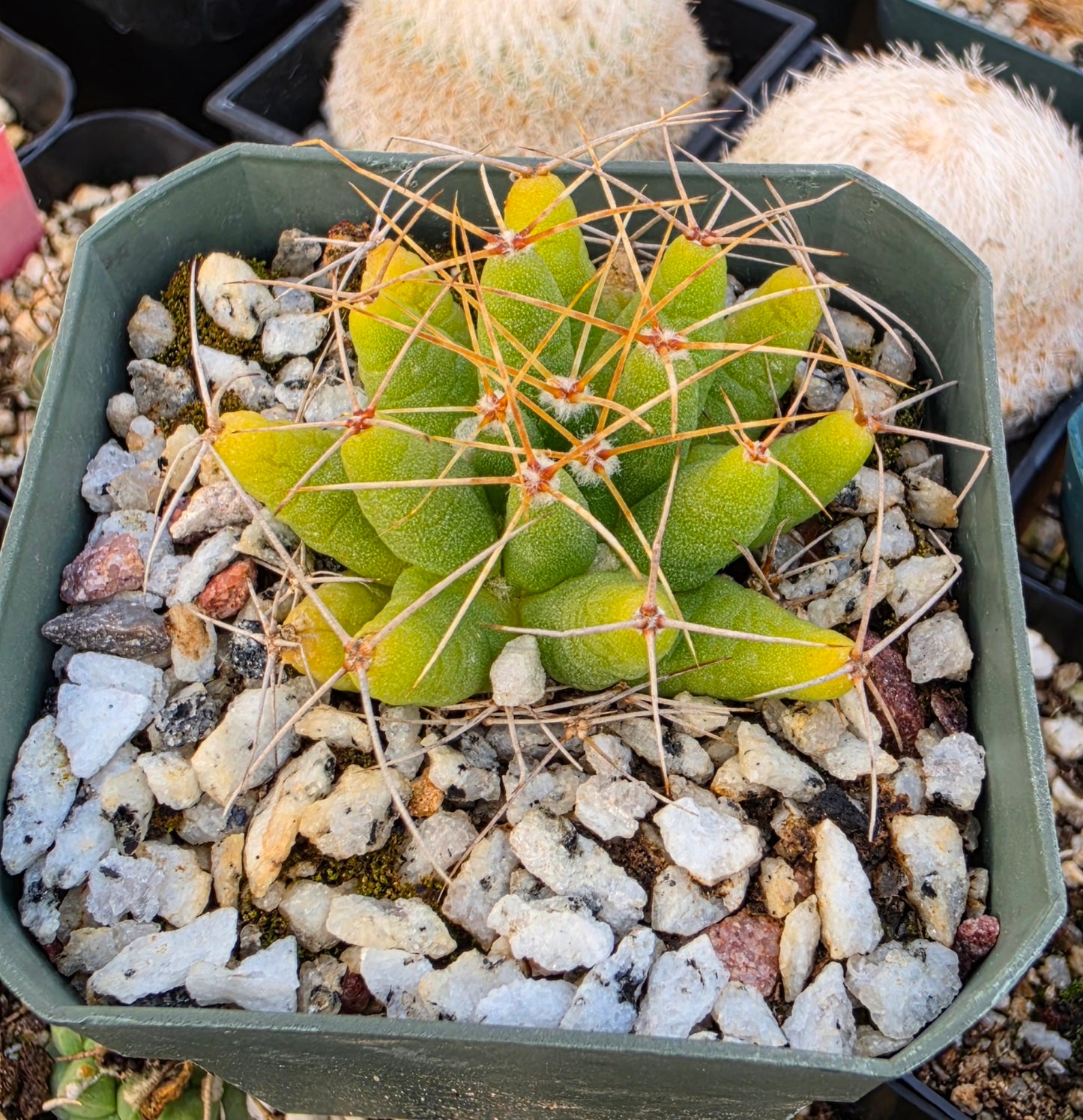 Mammillaria Longimamma