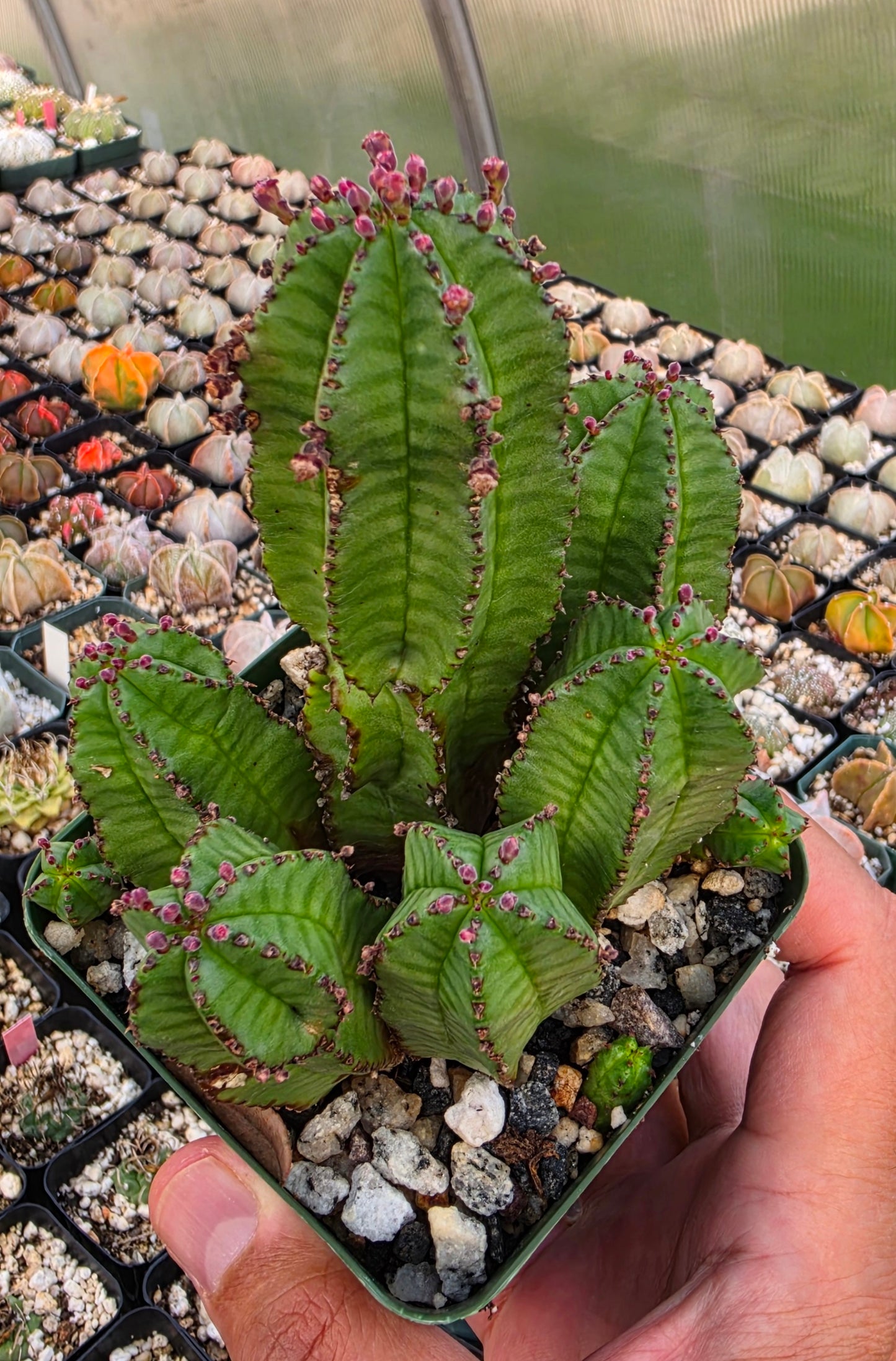 Euphorbia anoplia clump | Tanzanian zipper plant