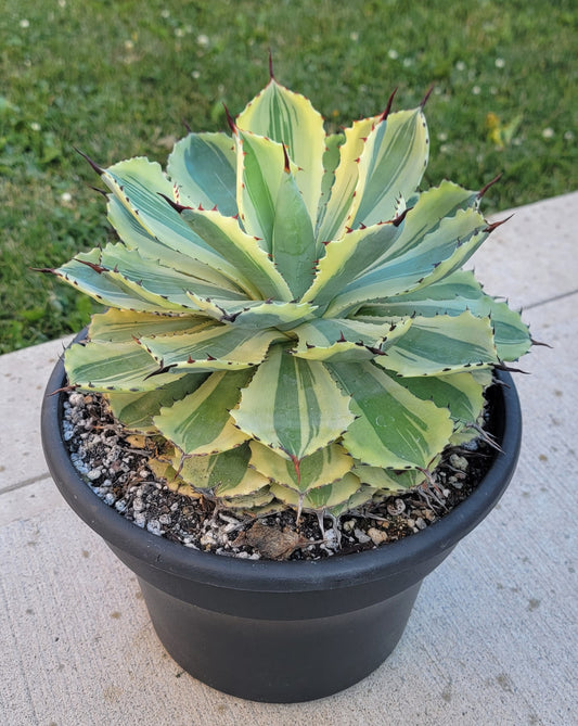 Agave Desert Diamond