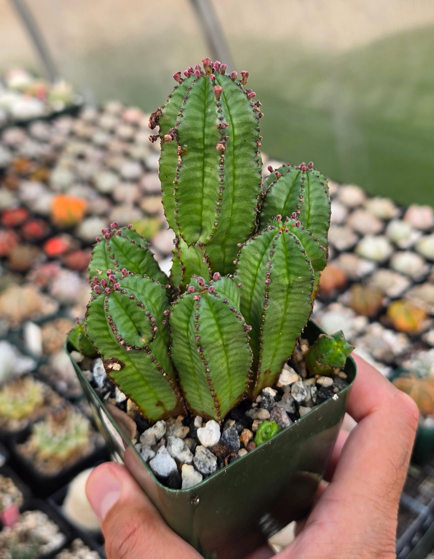 Euphorbia anoplia clump | Tanzanian zipper plant