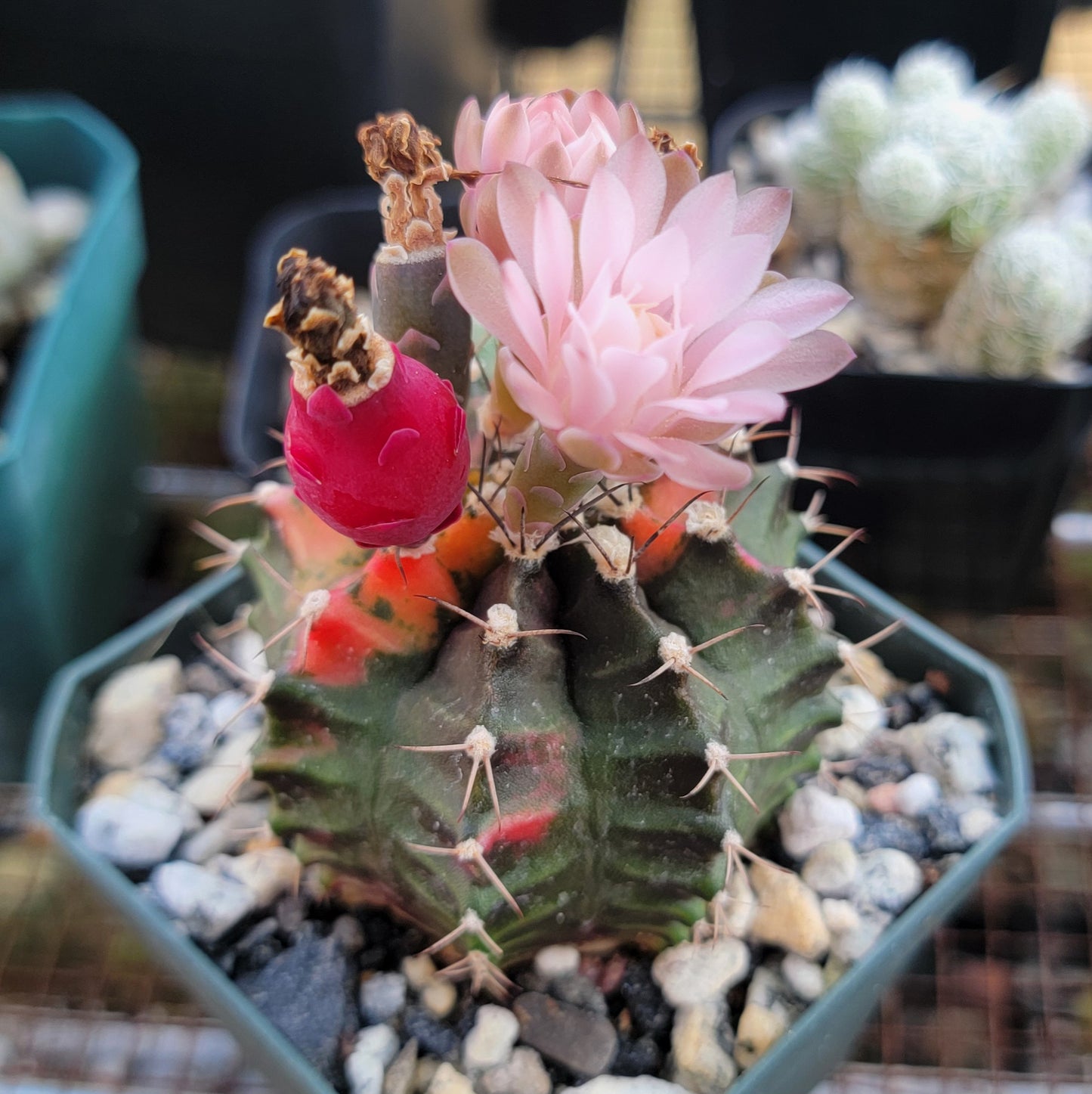 Gymnocalycium Mihanovichii variegata