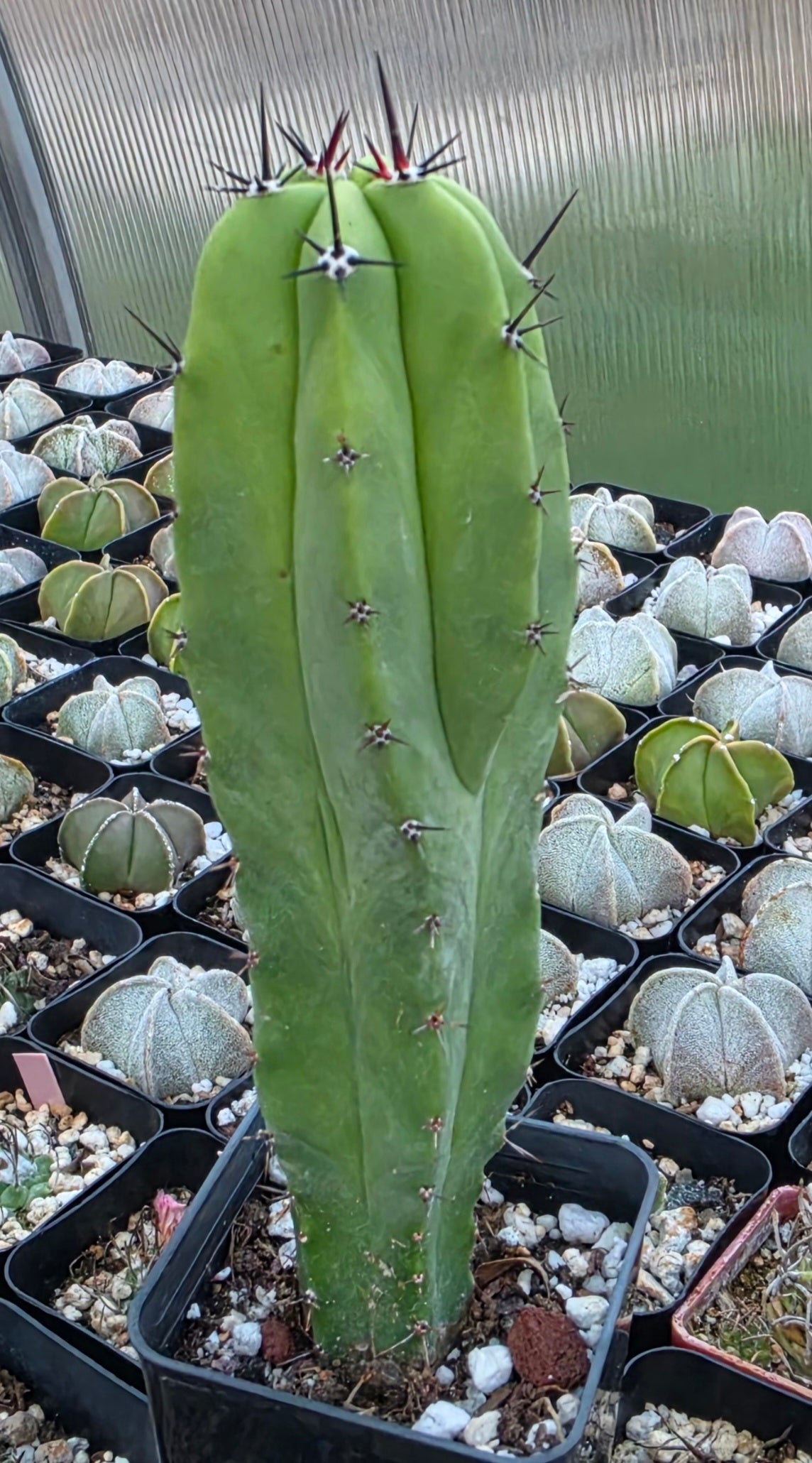 Myrtillocactus cochal