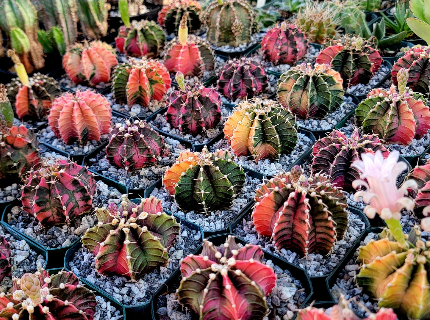 Gymnocalycium Mihanovichii variegata