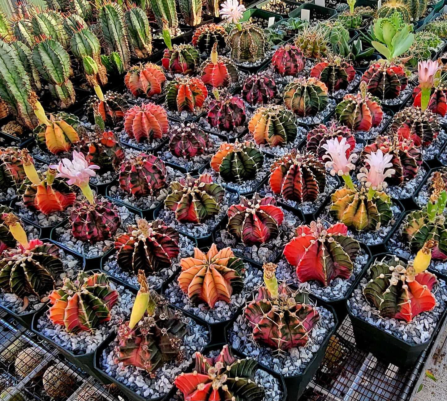 Gymnocalycium Mihanovichii variegata