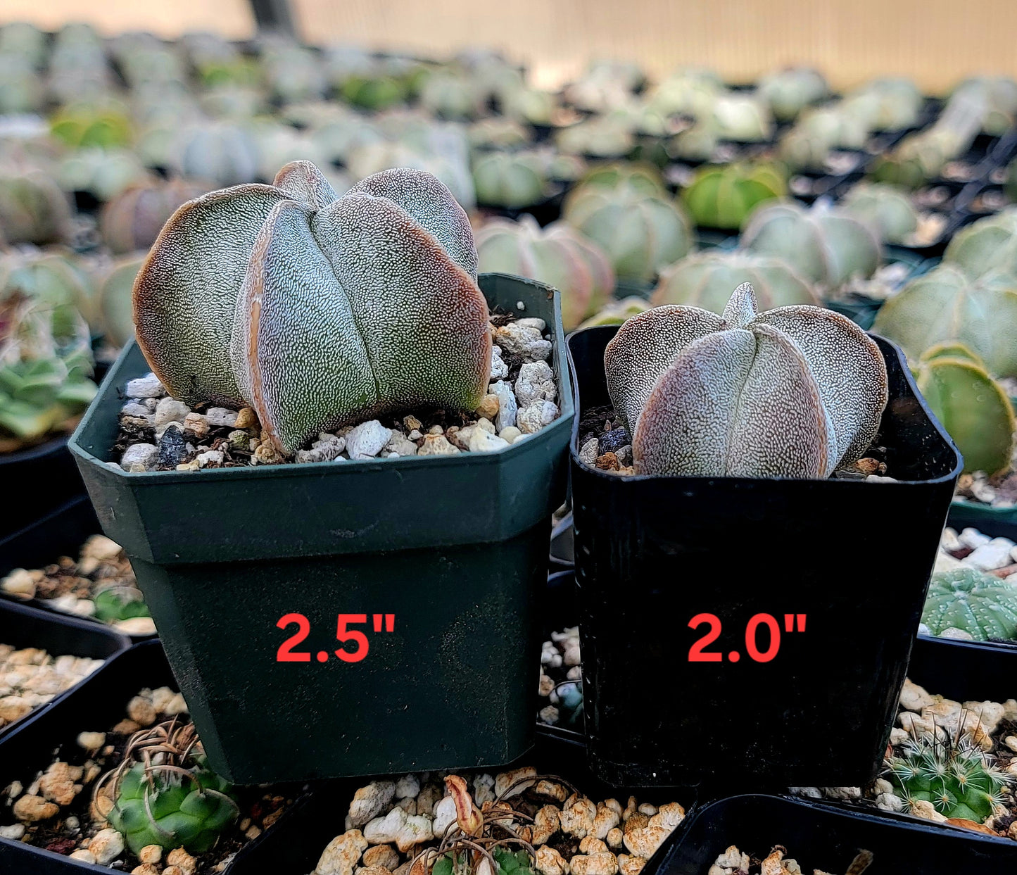 Astrophytum myriostigma