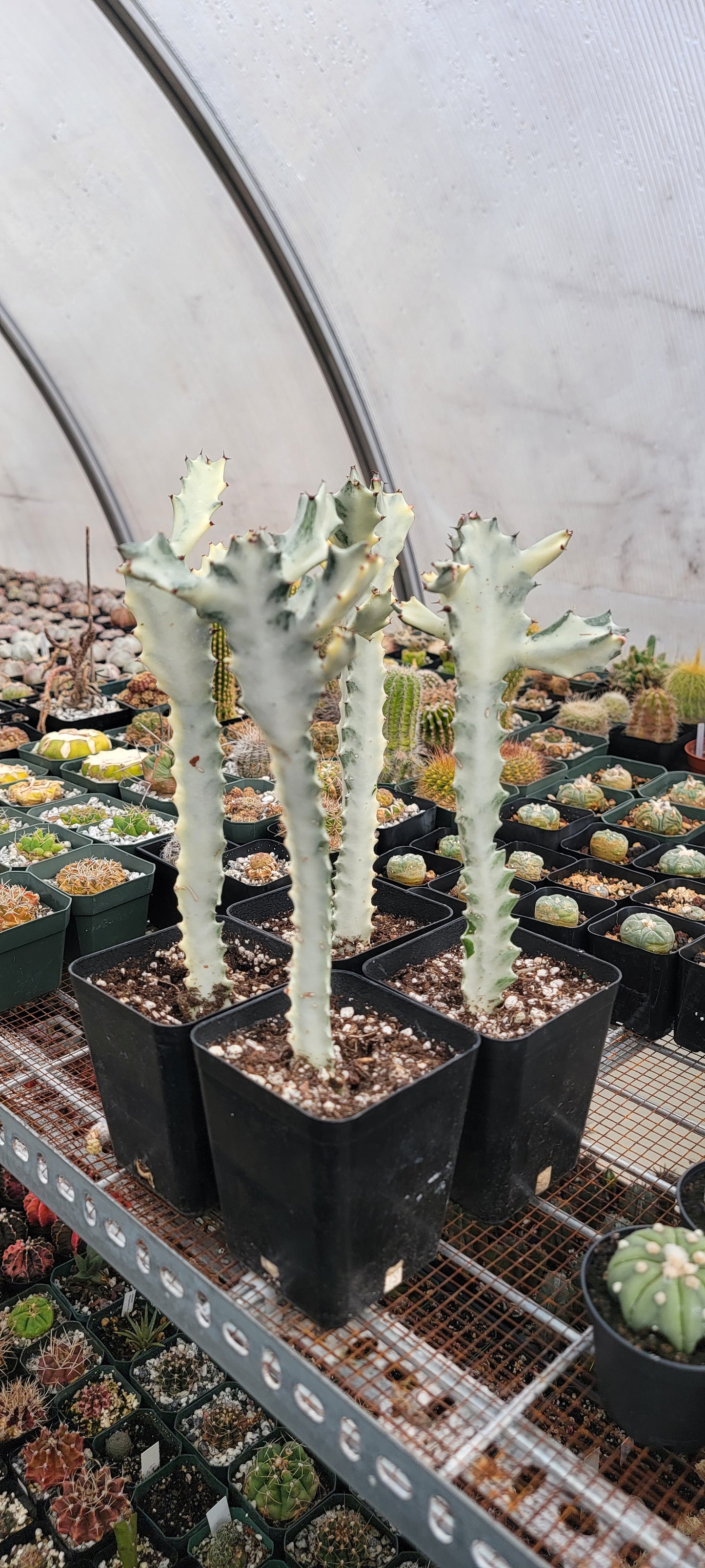 Euphorbia white ghost |Euphorbia Lactea variegated
