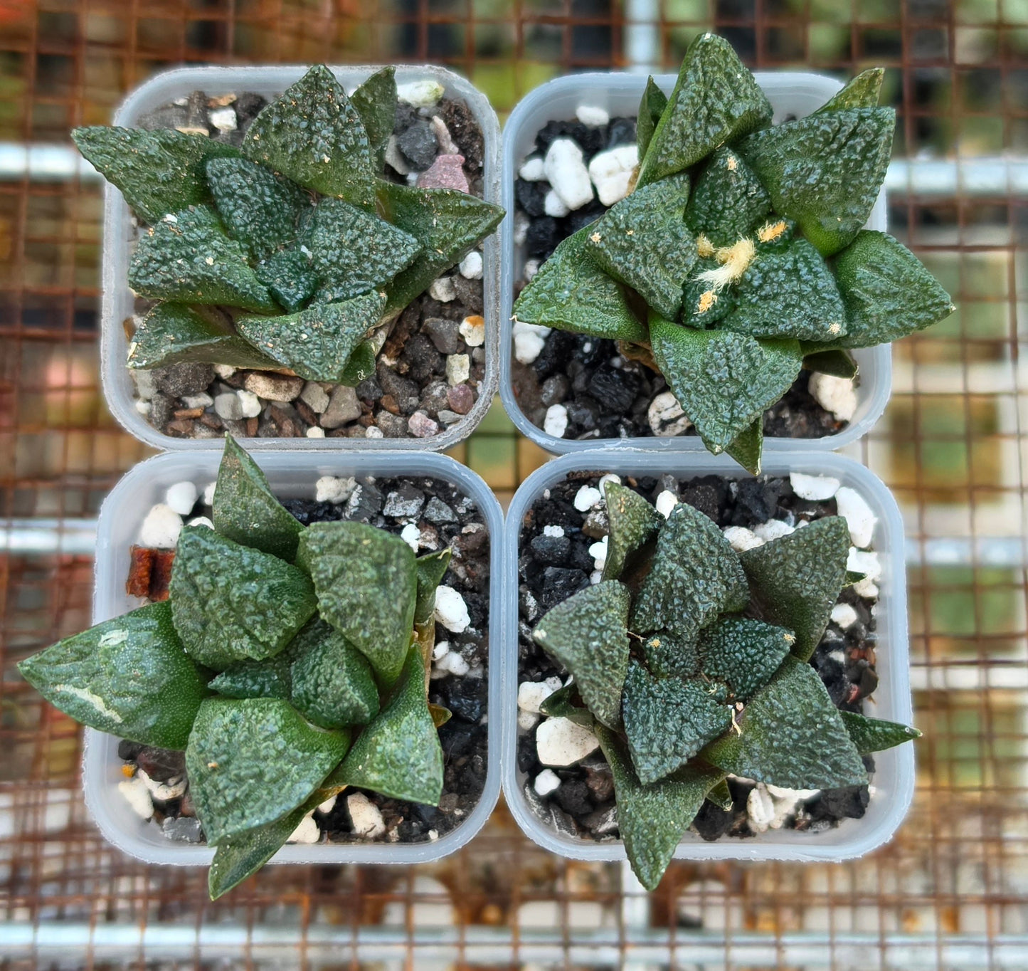 Ariocarpus fissuratus var.Godzilla | Live Plant