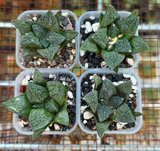 Ariocarpus fissuratus var.Godzilla | Live Plant