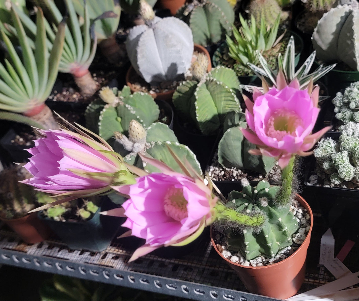 Echinopsis subdenudata | Domino Cactus (seeds)