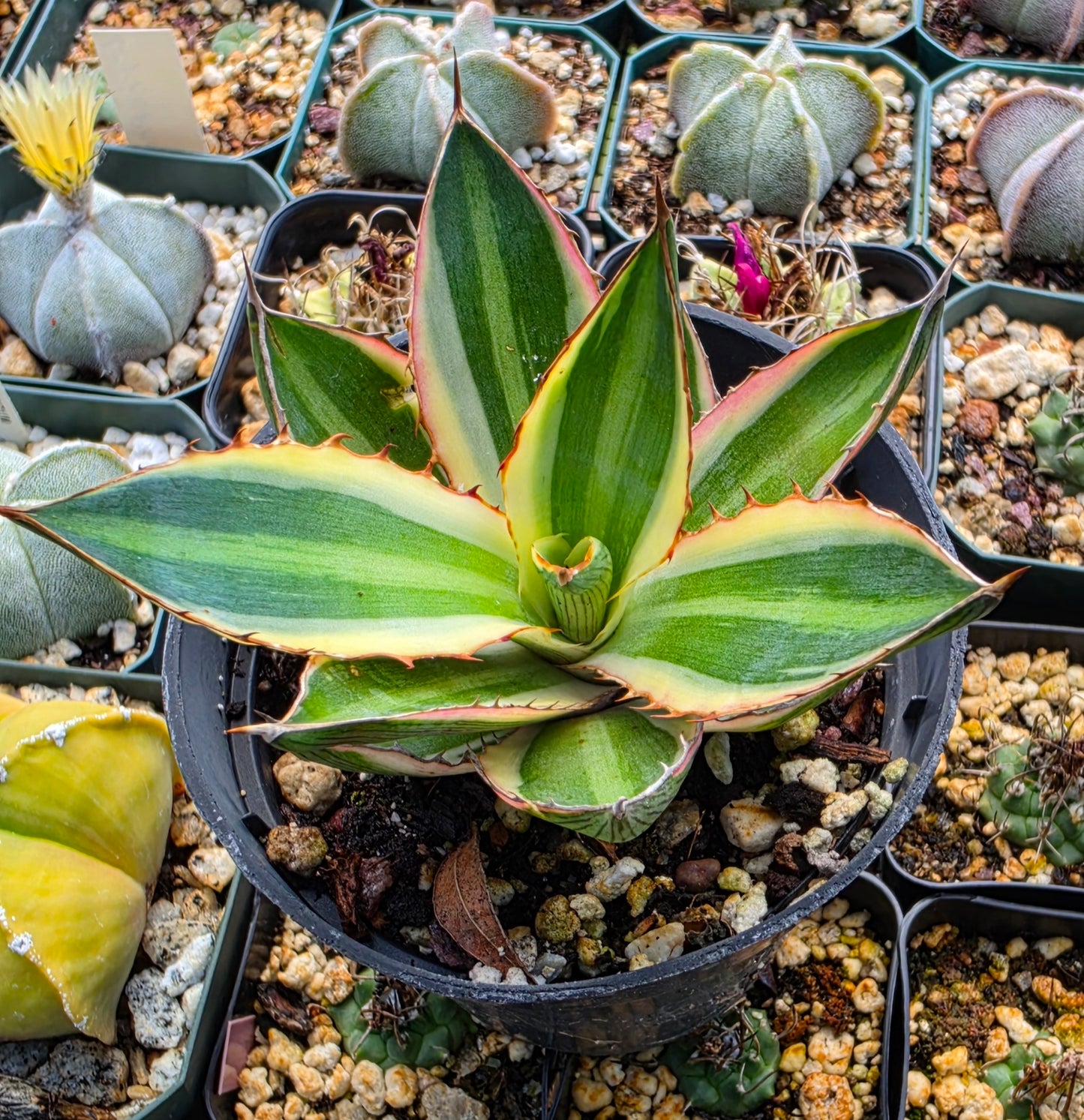 Agave lophantha quadricolor | Large
