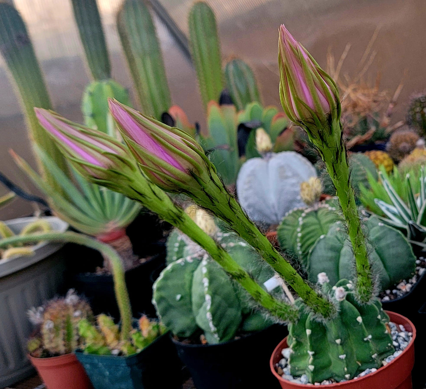 Echinopsis subdenudata | Domino Cactus (seeds)