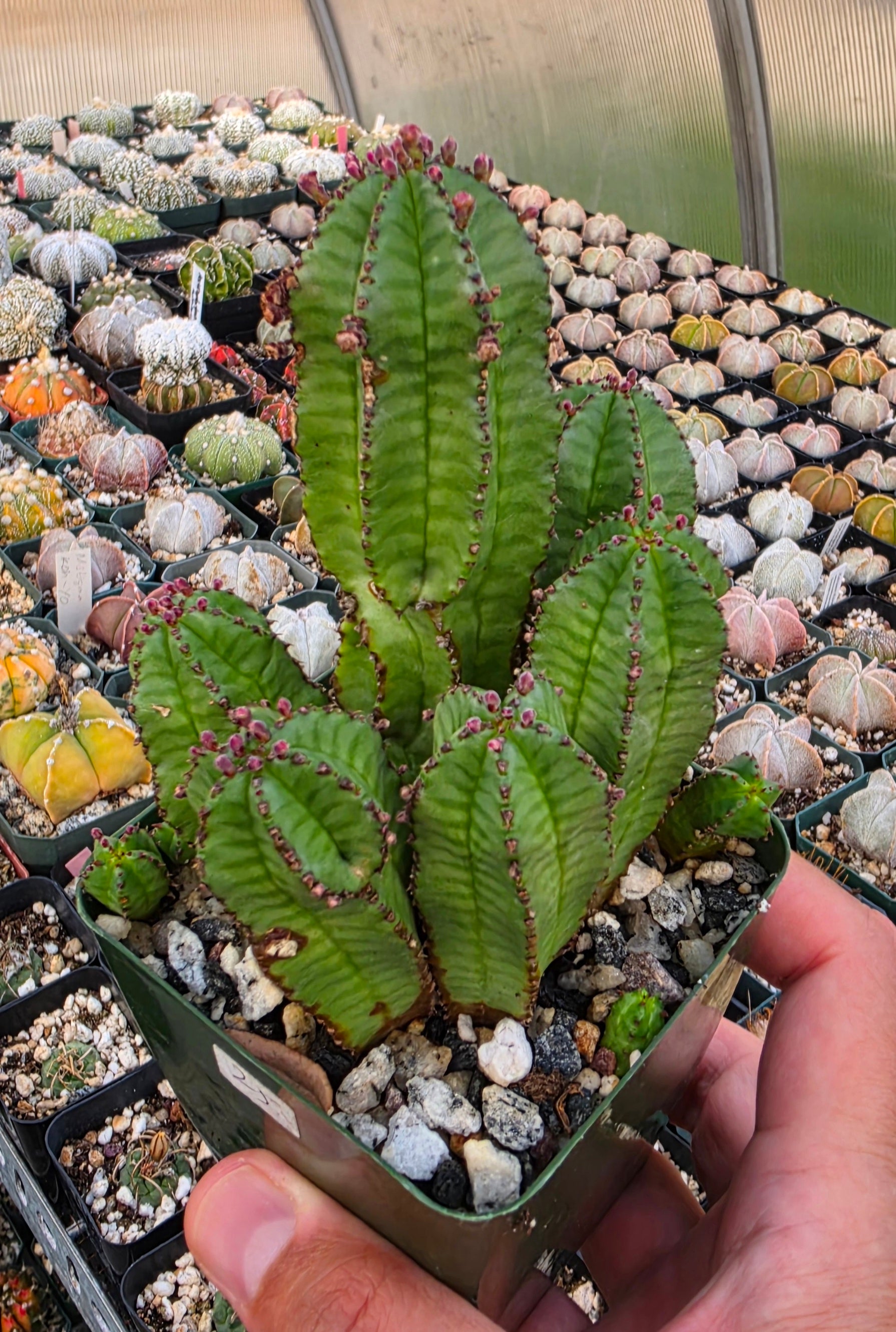 zipper plant succulent Euphorbia anoplia clump