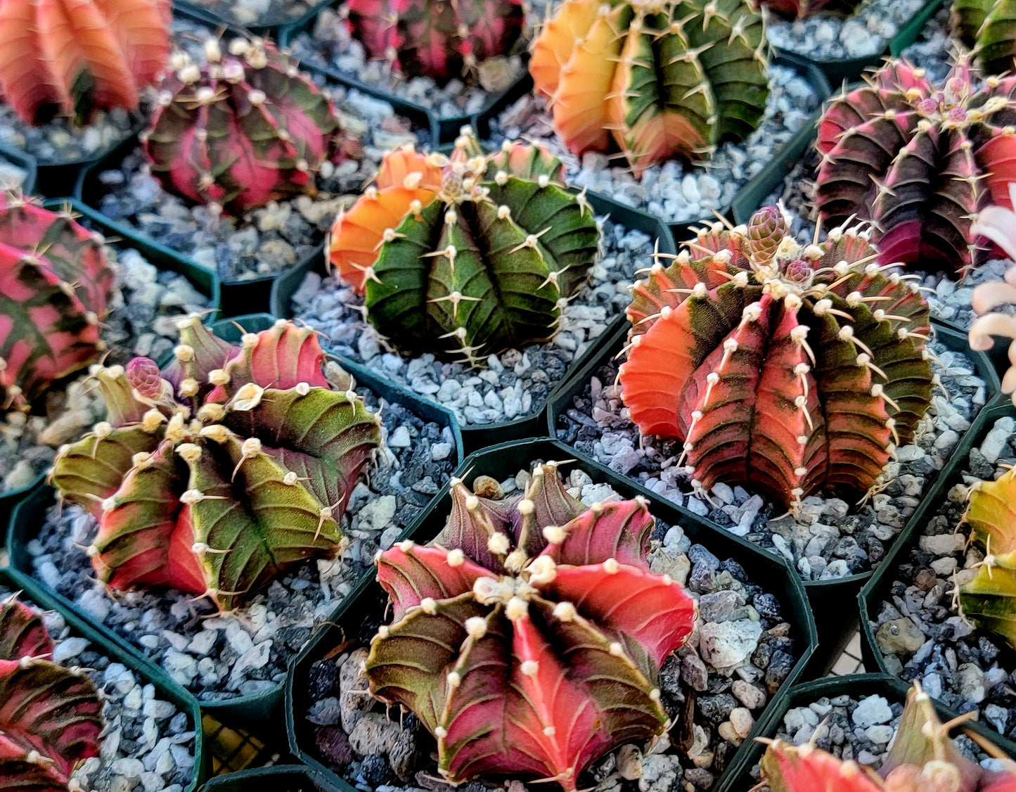 Gymnocalycium Mihanovichii variegata