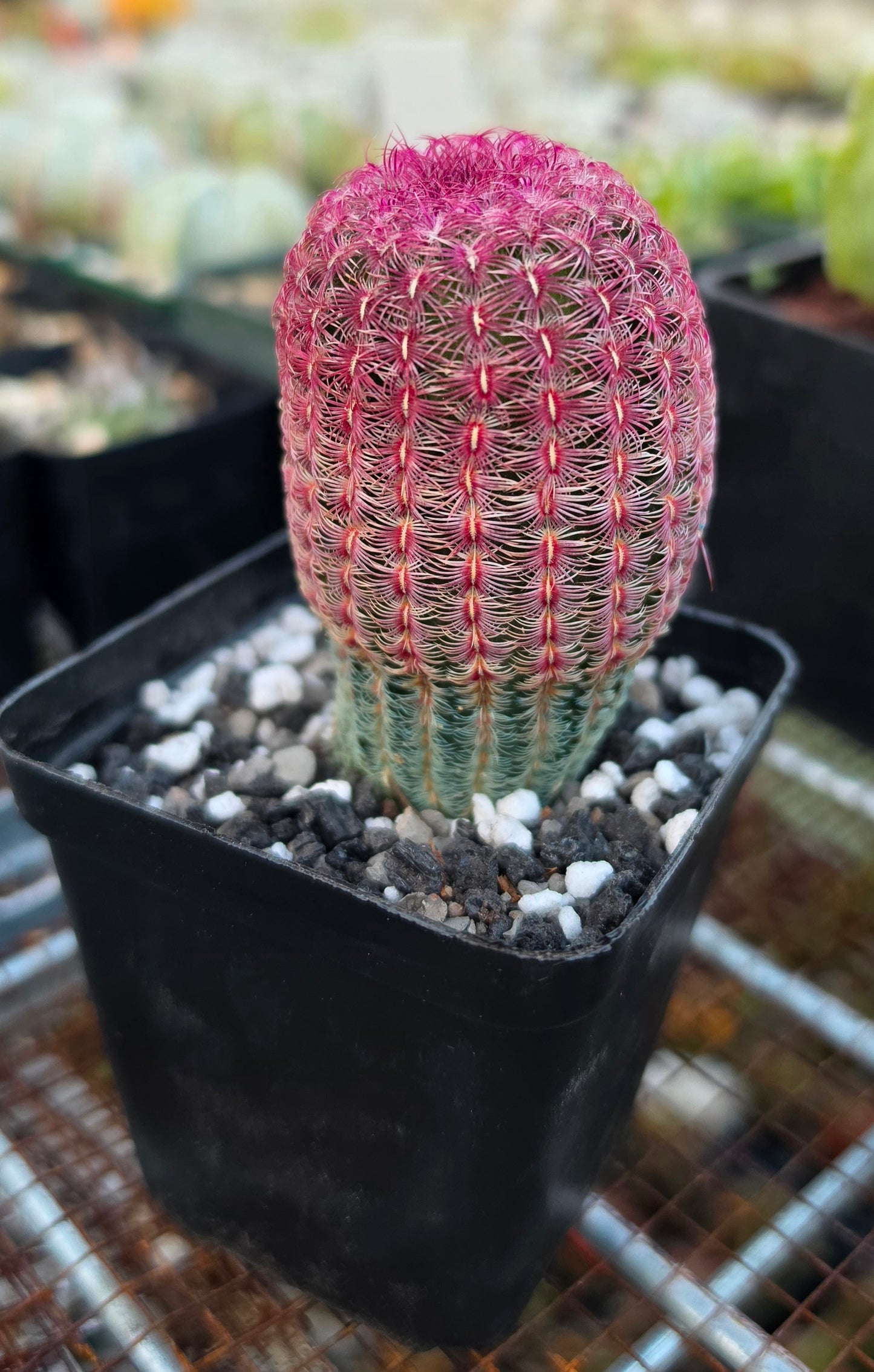 Echinocereus rigidissimus var. rubispinus | Rainbowcactus