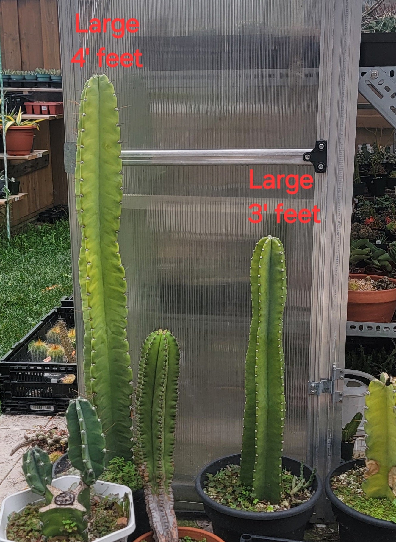 Cereus Jamacaru | Live plant