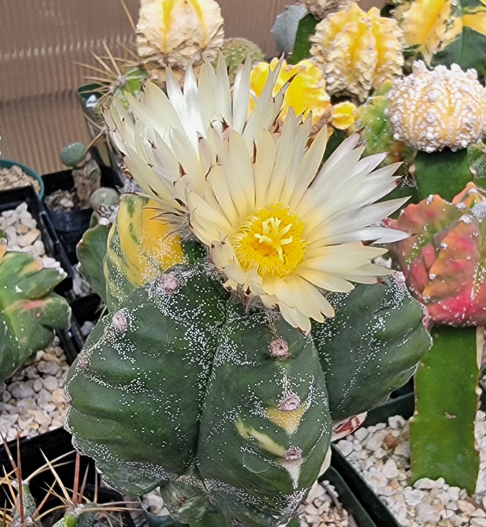Astrophytum myriostigma cv.kikko nudum Variegata (15 seeds
