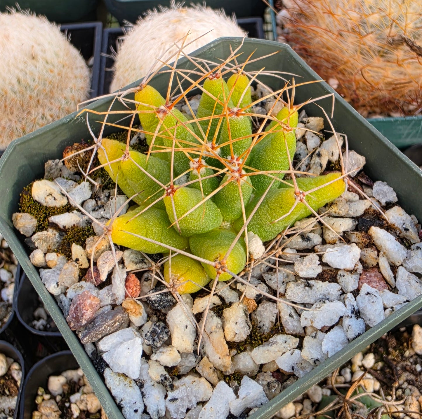 Mammillaria Longimamma