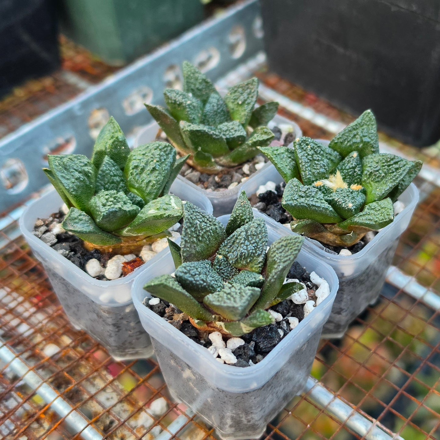 Ariocarpus fissuratus var.Godzilla | Live Plant