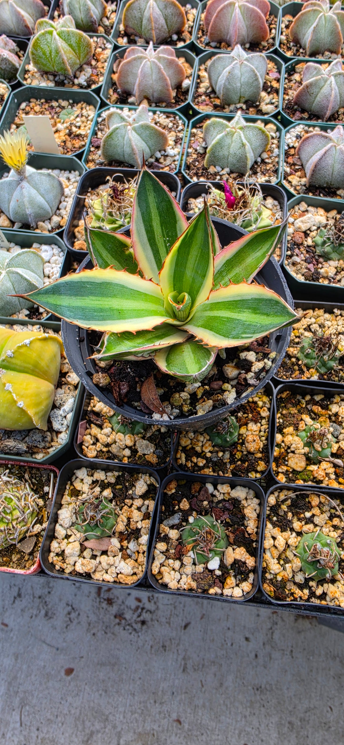 Agave lophantha quadricolor | Large