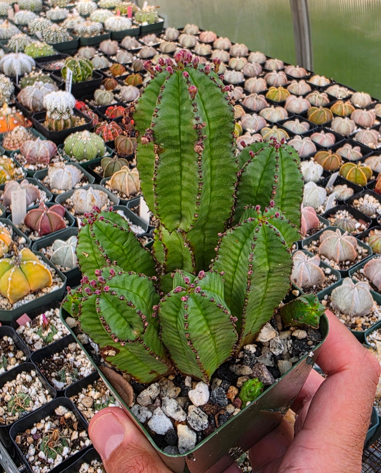 Euphorbia anoplia clump | Tanzanian zipper plant