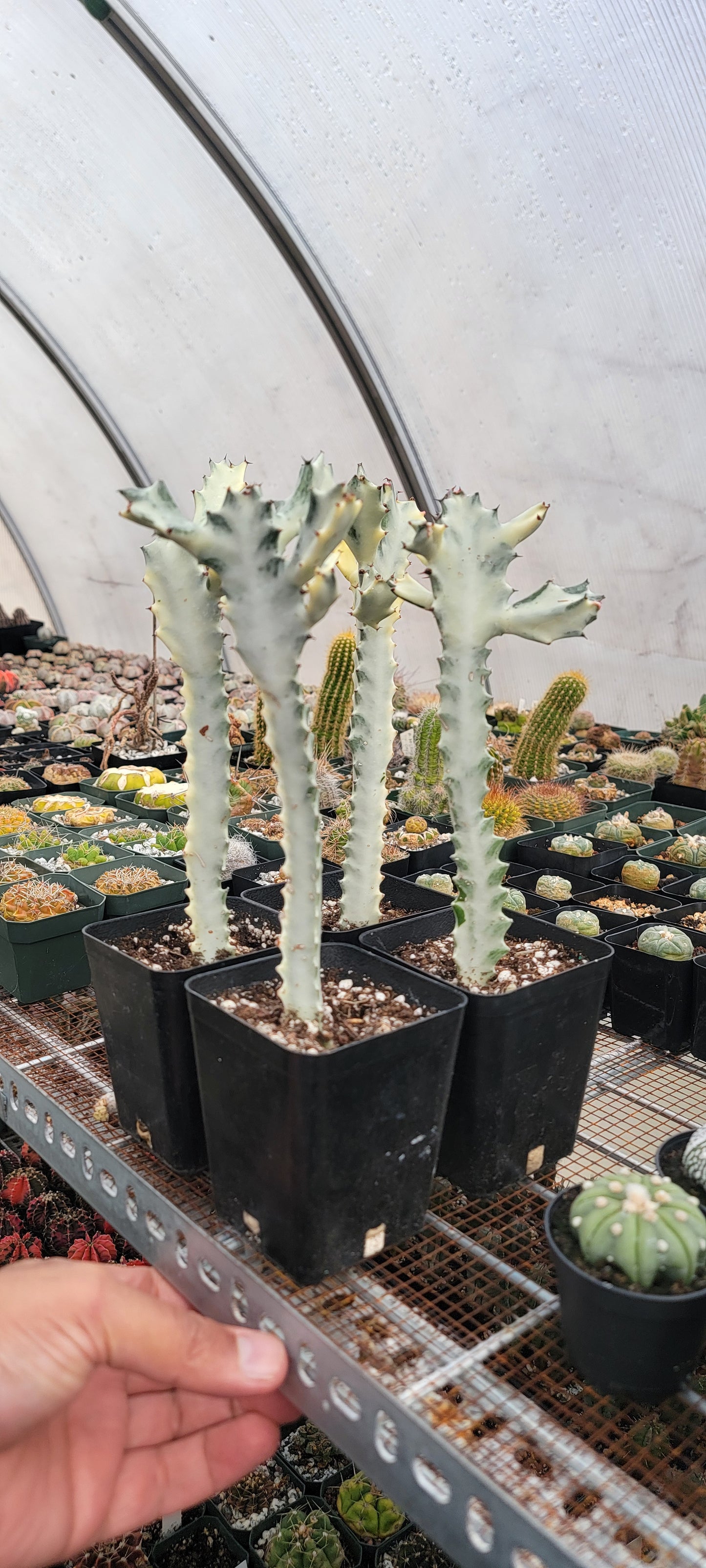 Euphorbia white ghost |Euphorbia Lactea variegated
