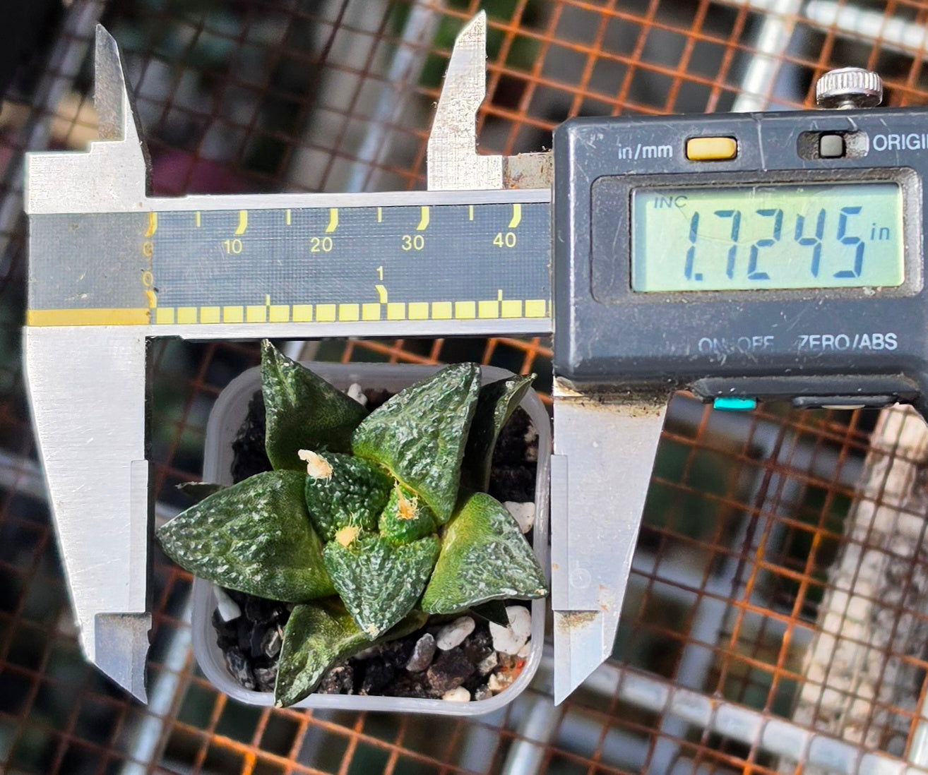 Ariocarpus fissuratus var. hintonii | Live Plant