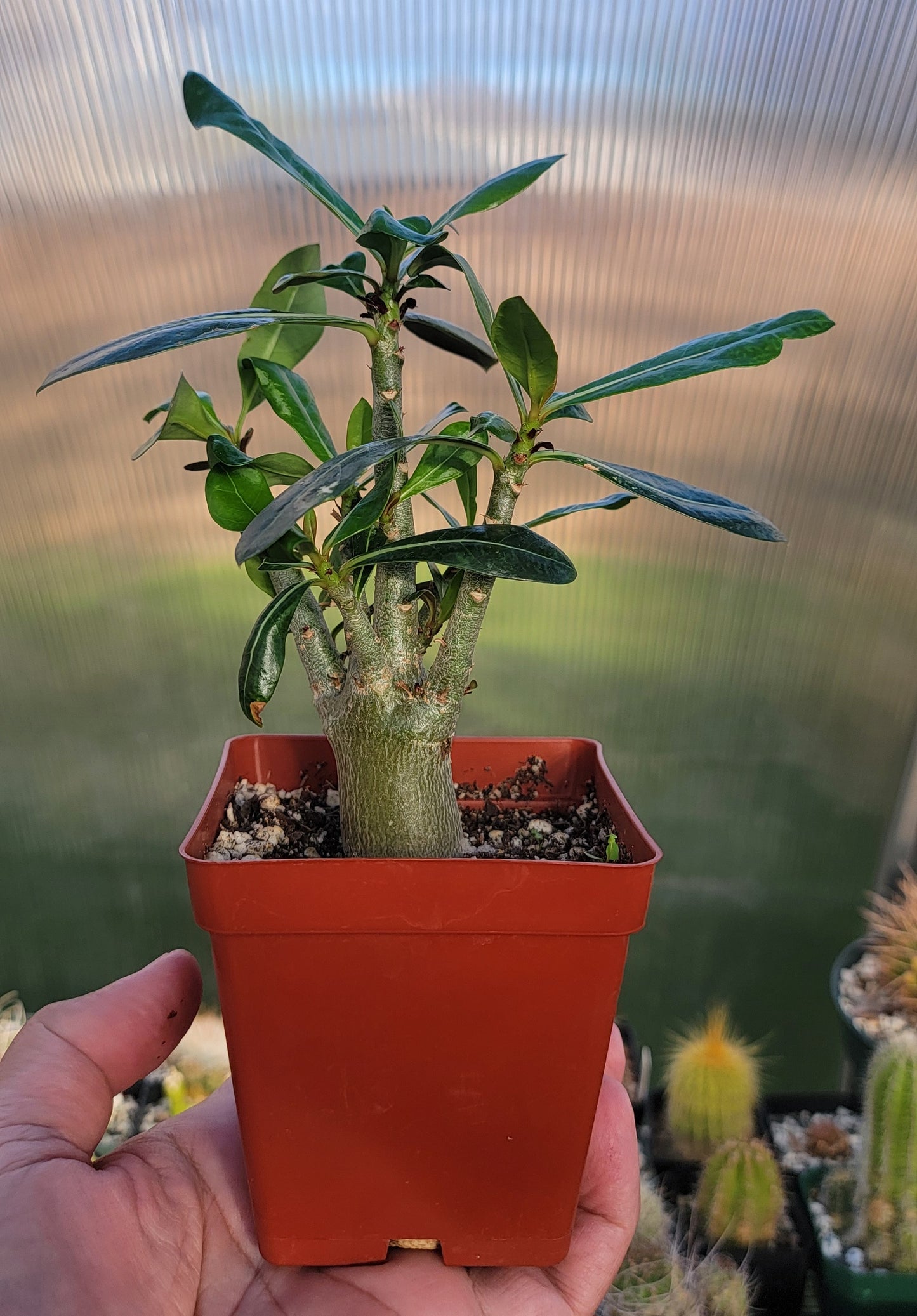 Adenium obesum | Desert rose (Live Plant)