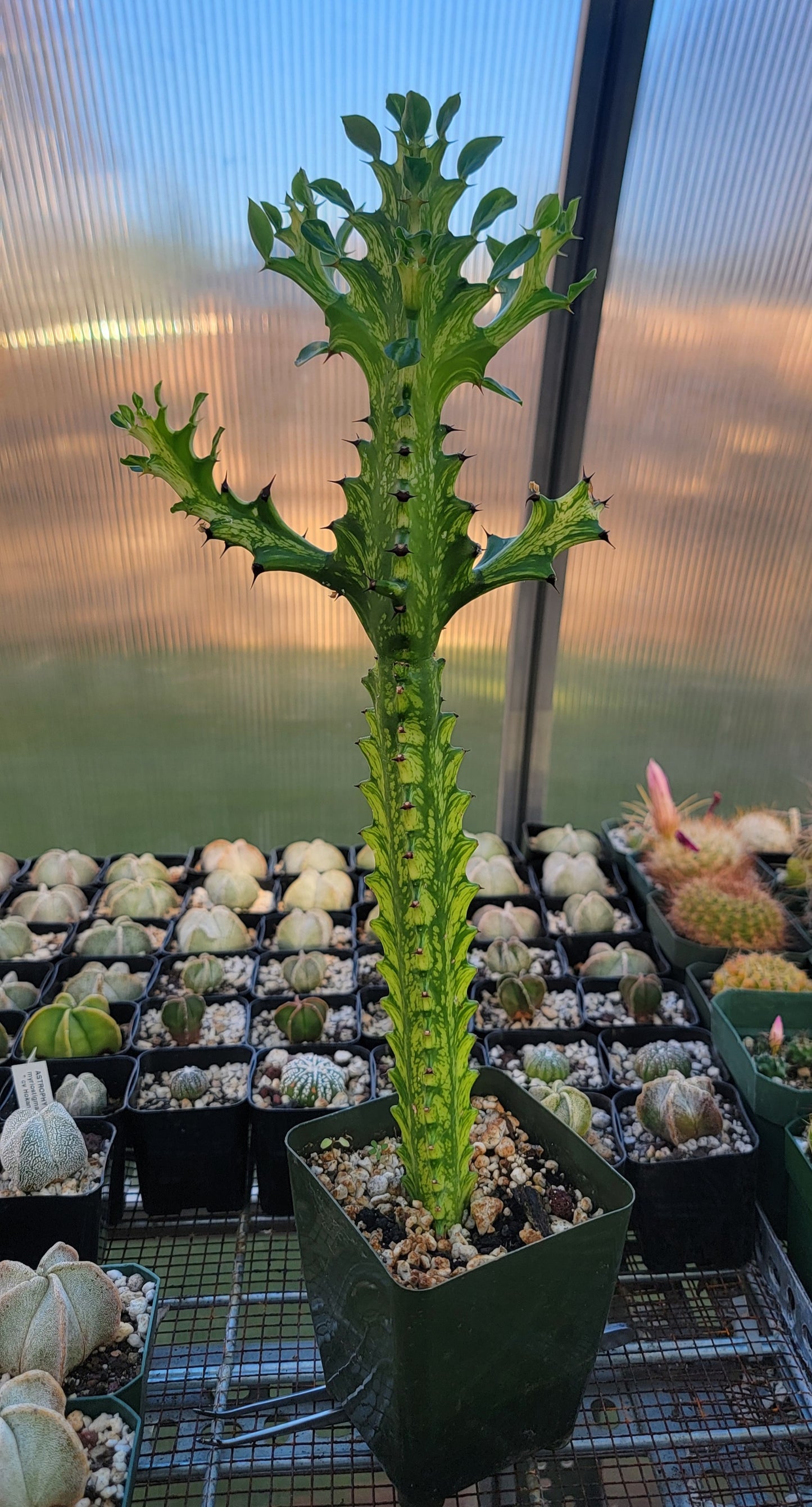 Euphorbia laceii variegated