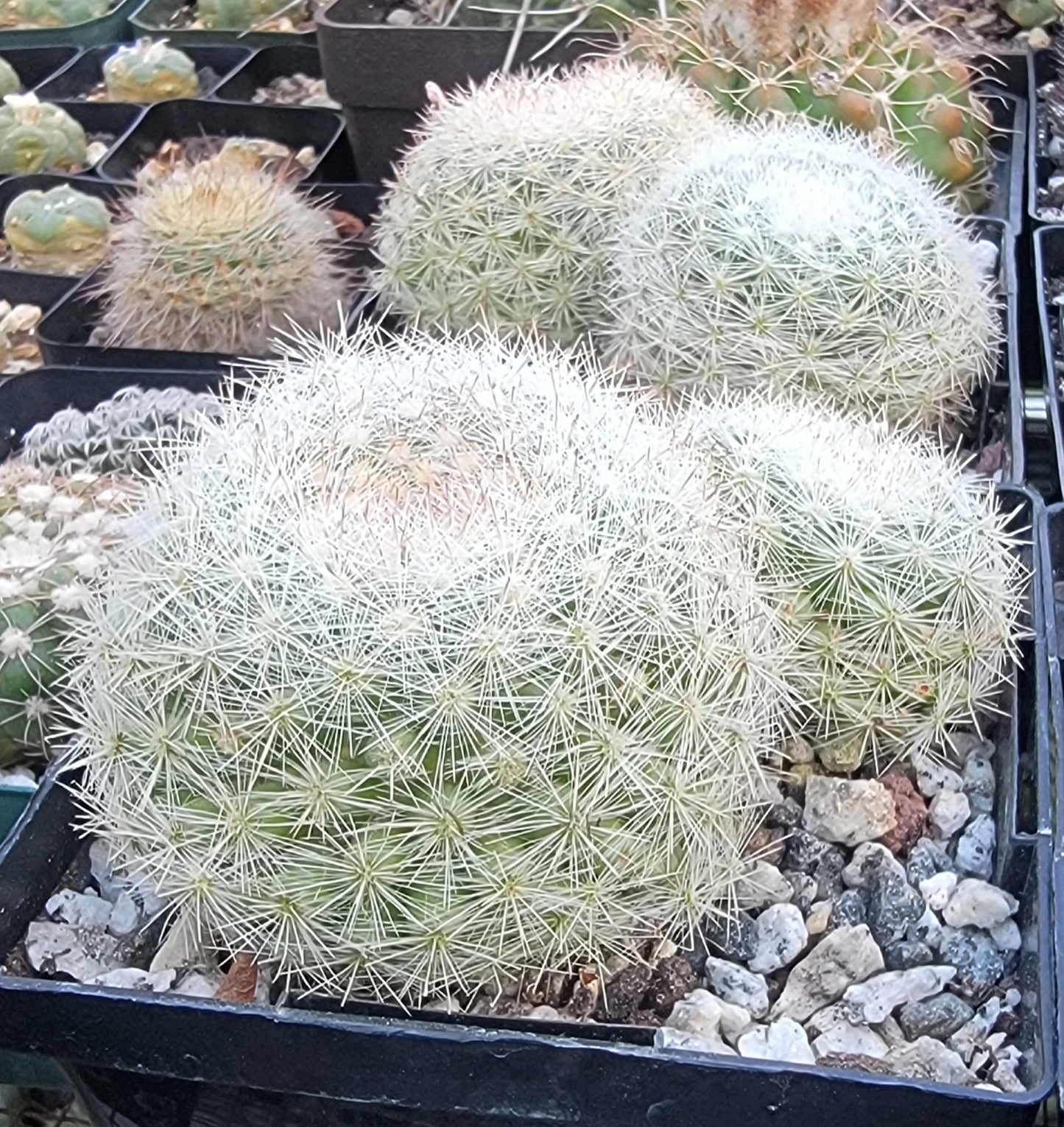 Mammillaria candida (Live Plant)