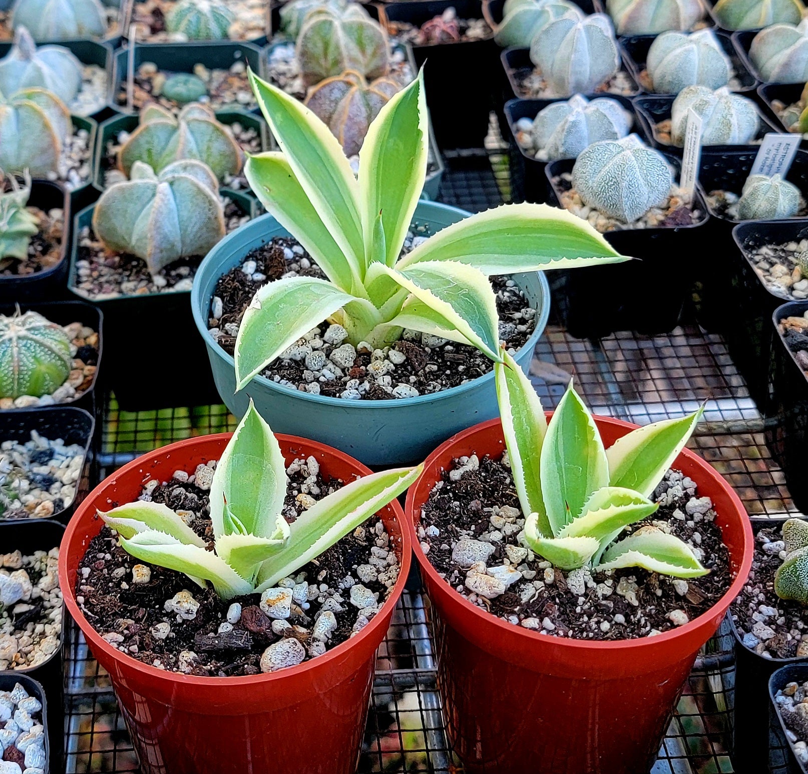Agave Desert Diamond – Planetcactus