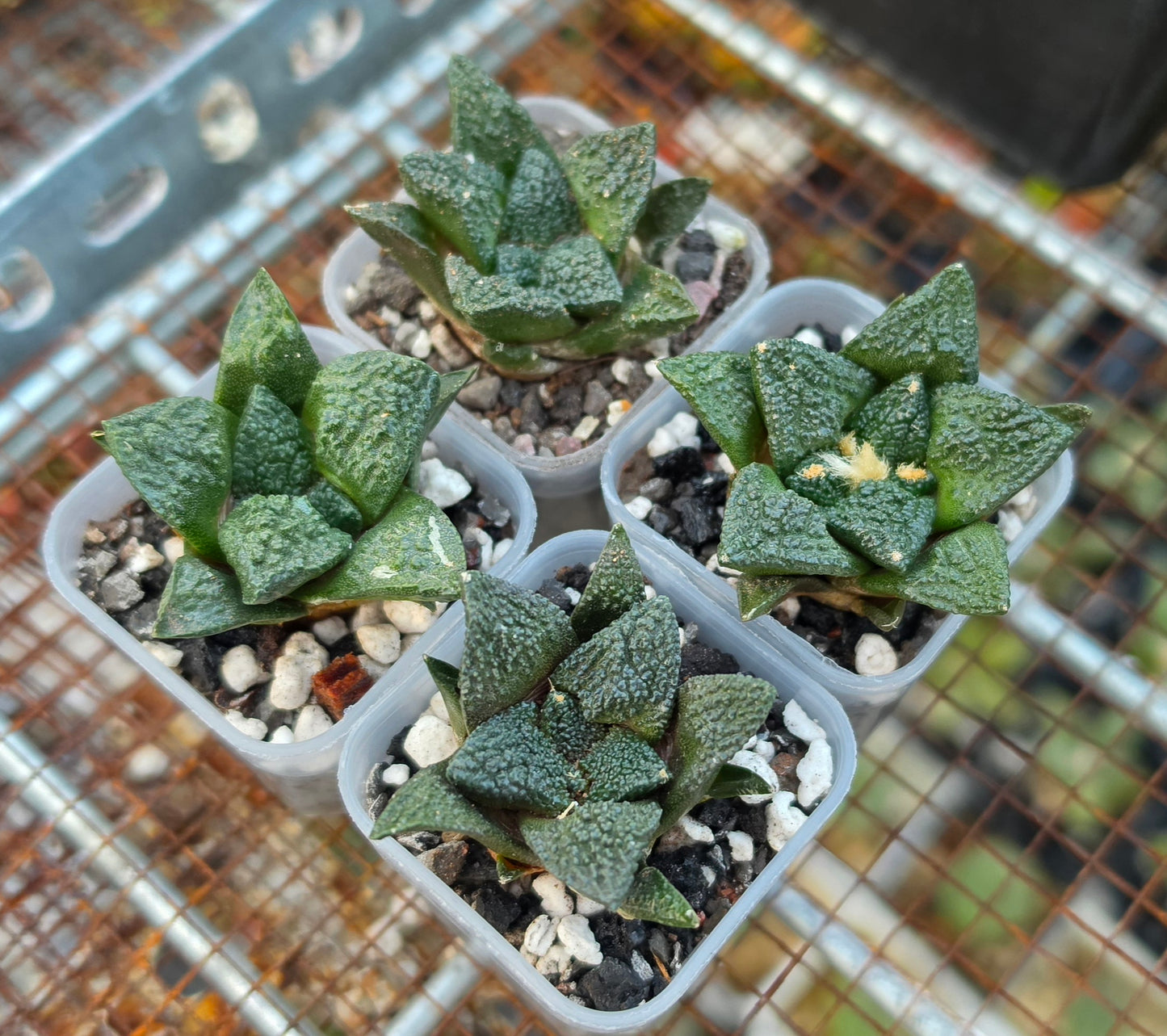 Ariocarpus fissuratus var.Godzilla | Live Plant