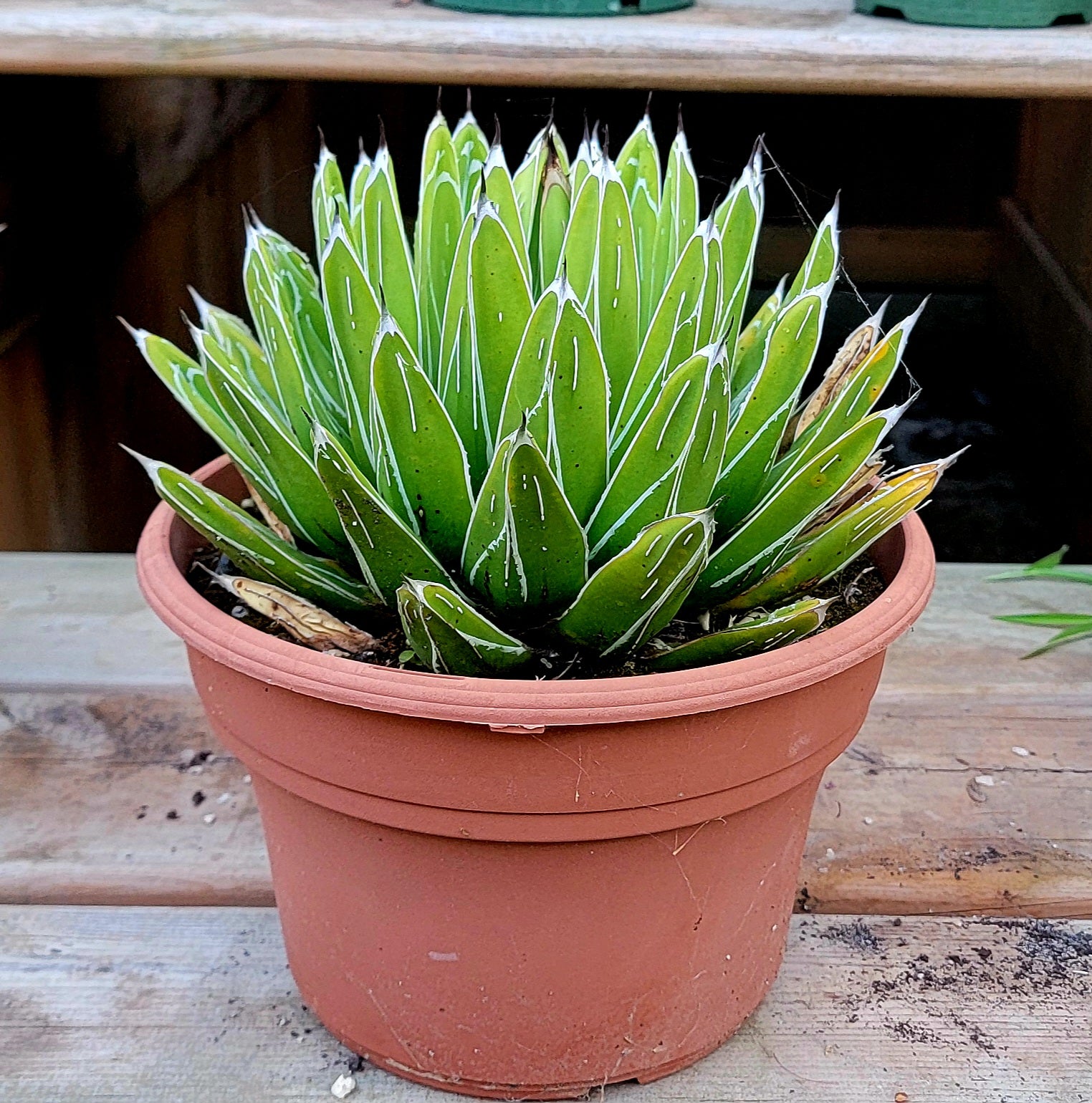Agave Victoria-reginae – Planetcactus
