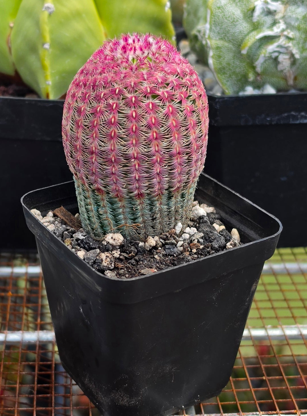 Echinocereus rigidissimus var. rubispinus | Rainbowcactus