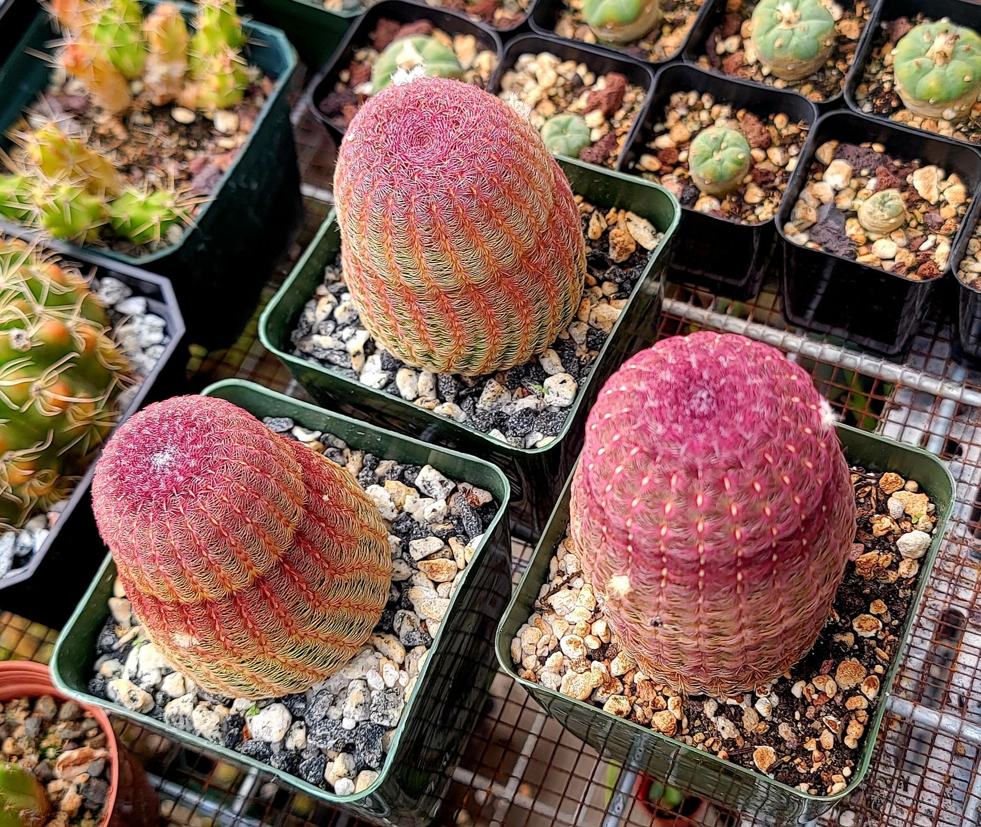 Echinocereus rigidissimus var. rubispinus