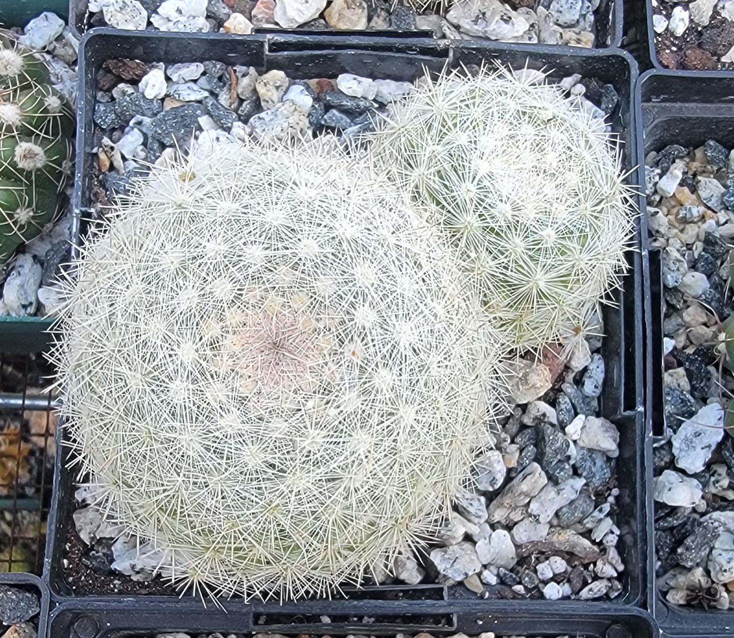 Mammillaria candida (Live Plant)