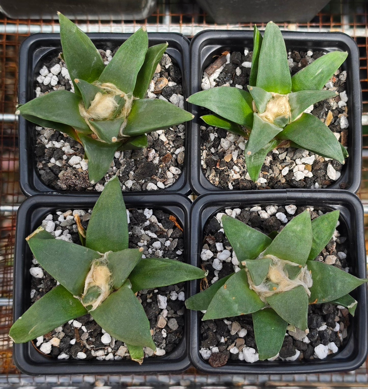 Ariocarpus retususus | Live Plant