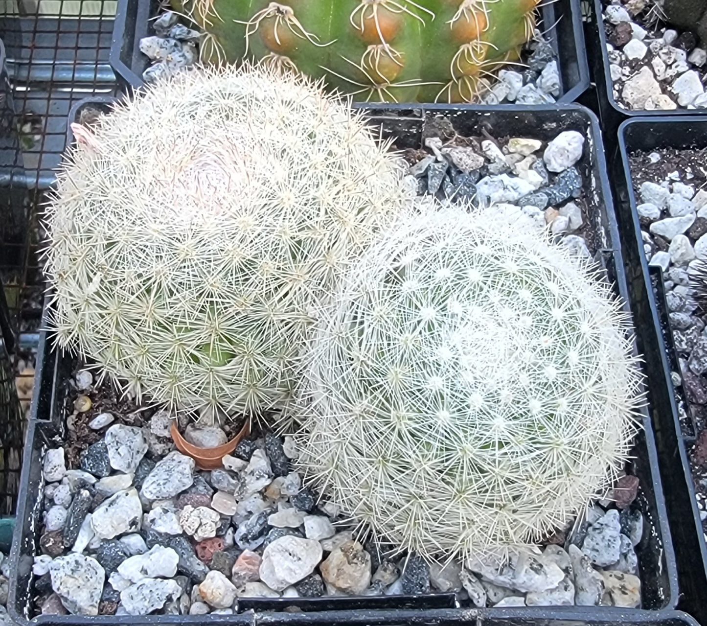 Mammillaria candida (Live Plant)