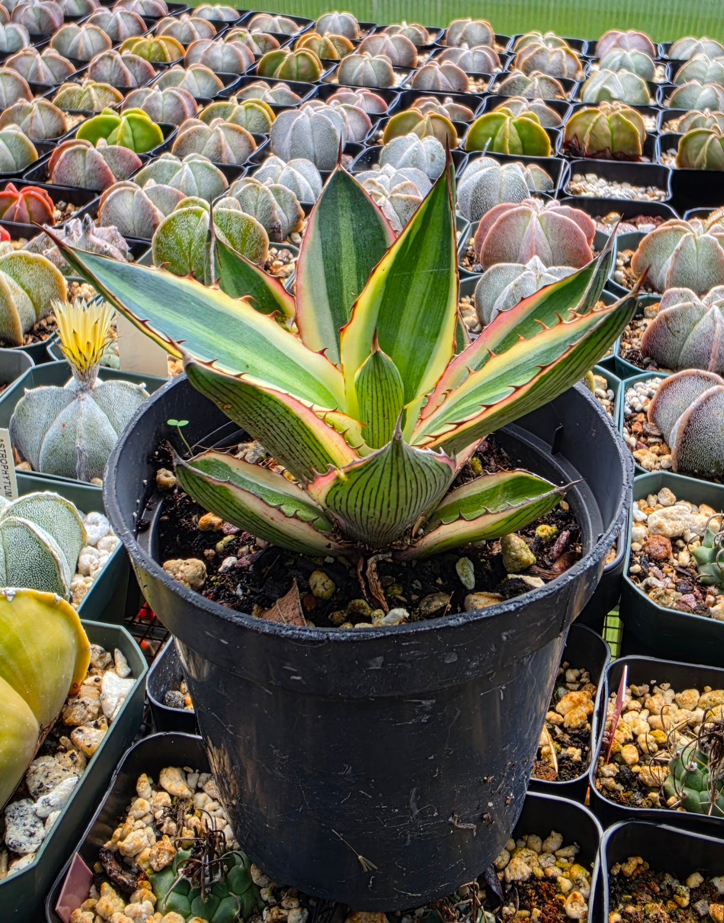 Agave lophantha quadricolor | Large