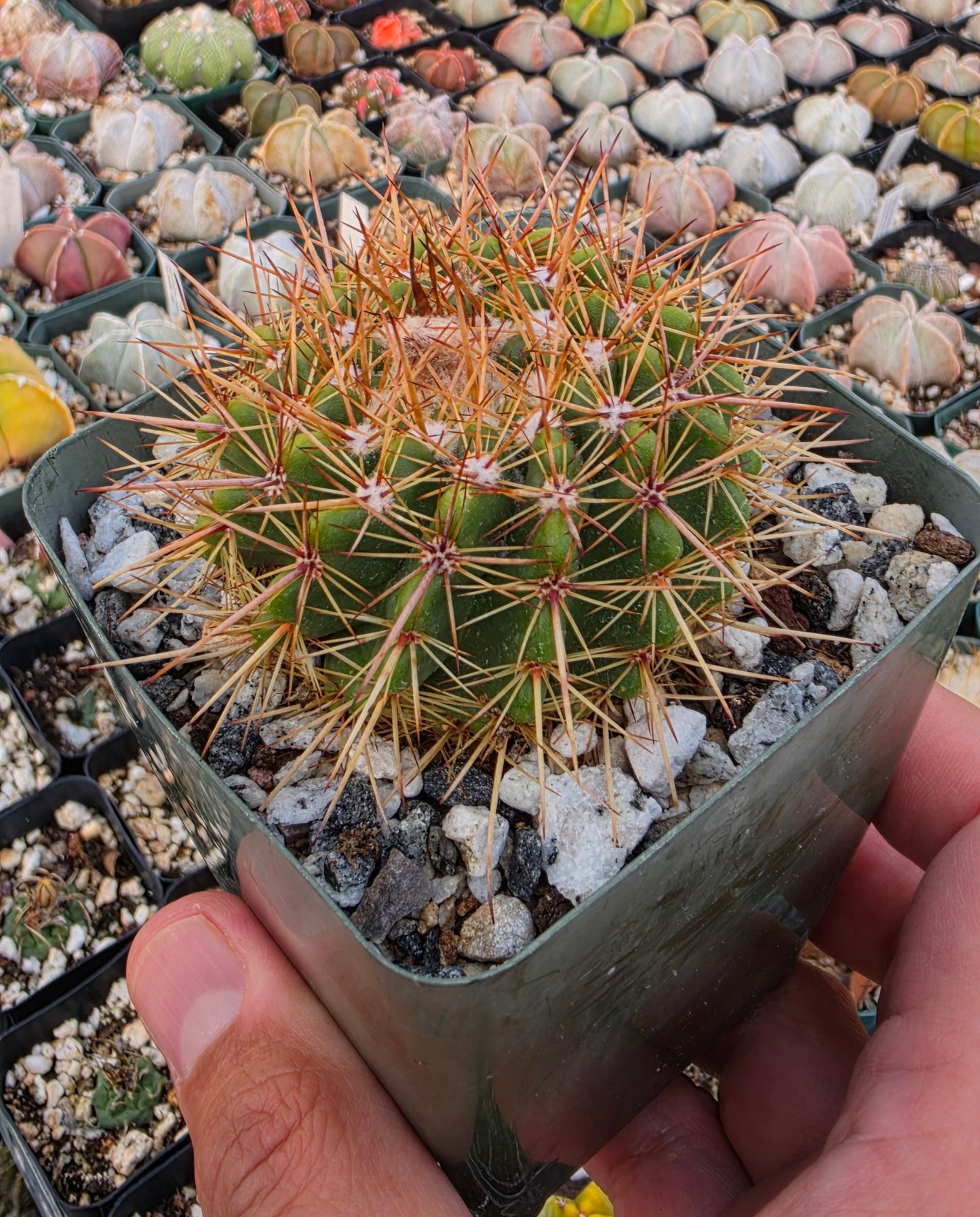Notocactus roseoluteus | Notocactus herteri f. roseoluteus