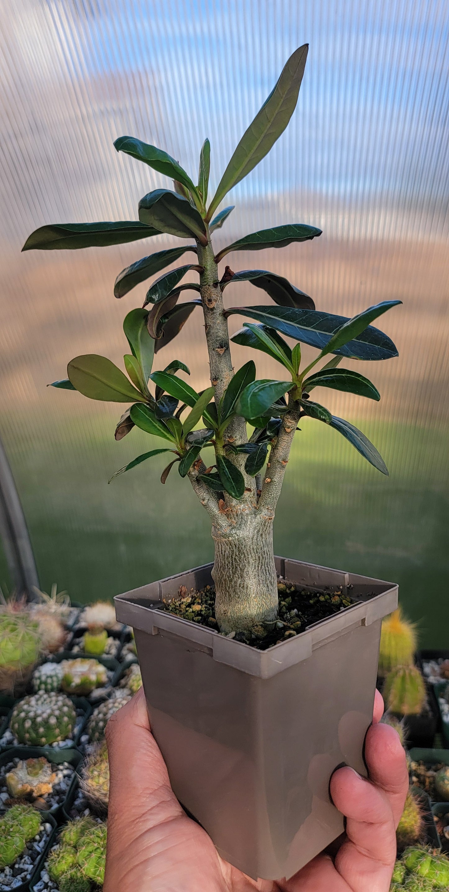 Adenium obesum | Desert rose (Live Plant)