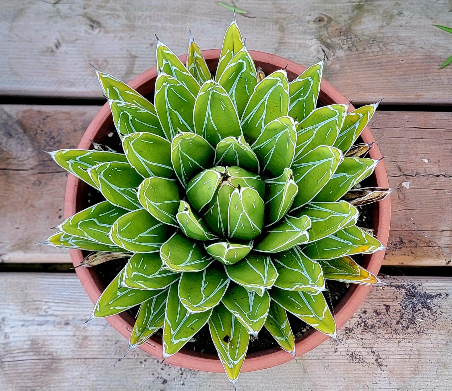 Agave Victoria-reginae – Planetcactus